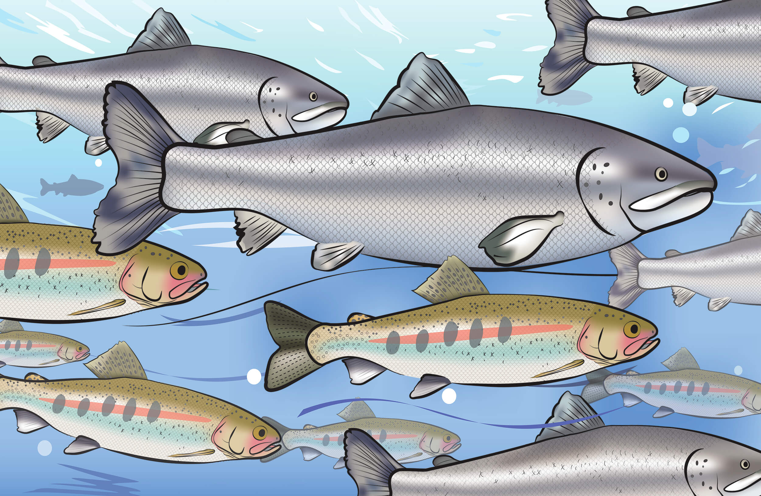 Color illustration of salmon and trout